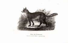 Hund von Neuholland (Dingo)