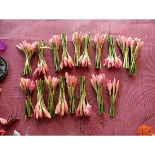 Fresh Torch Ginger from Malaysia - Culinary and Floral Bulk Wholesale Lot - Picture 5 of 5