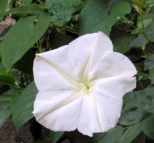 Moonflower Seeds 25 Ct White Morning Glory Flower Vine Night Blooming FREE S&H