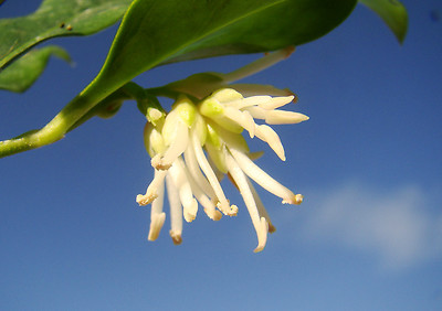 1x Christmas Box SARCOCOCCA CONFUSA fragrant shrub, evergreen shade plant,  hardy | eBay