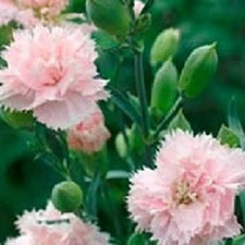 Carnation Seeds Chaband La France Seeds Dianthus Seeds 50 Flower Seeds