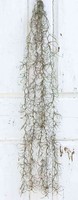 Artplants Textil Tillandsia Usneoides Cevin, Steckstab, GrüN, 100Cm