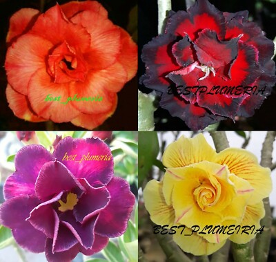 AMAZING! ADENIUM ''Mixed 4 colours'' GRAFTED 4 PLANTS RARE INEXPENSIVE!