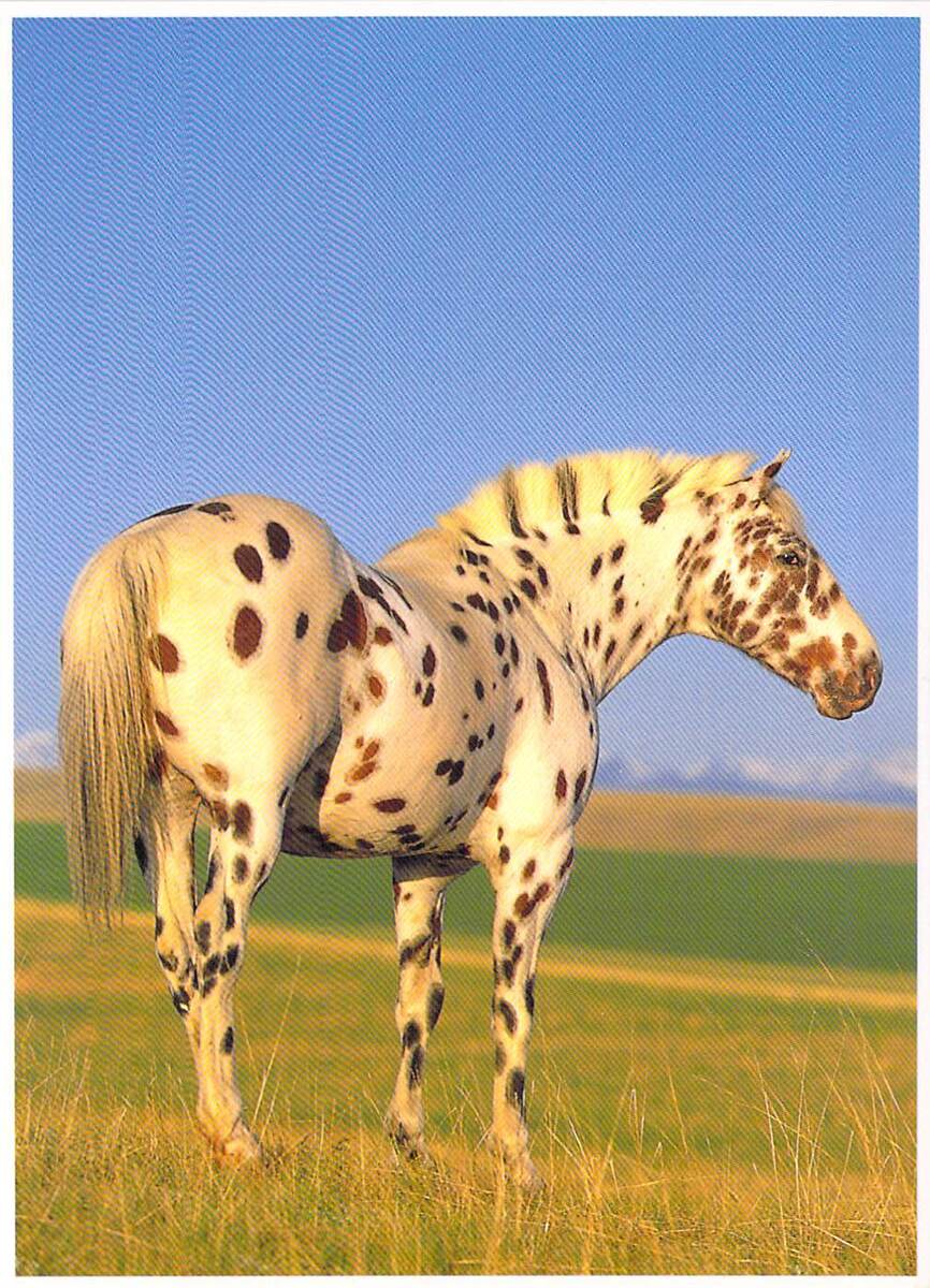 Appaloosa Horses and Leopard Horses