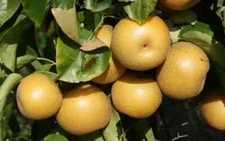 25+ Hosui Pear Seeds for Garden Planting - USA - FREE SHIPPING!