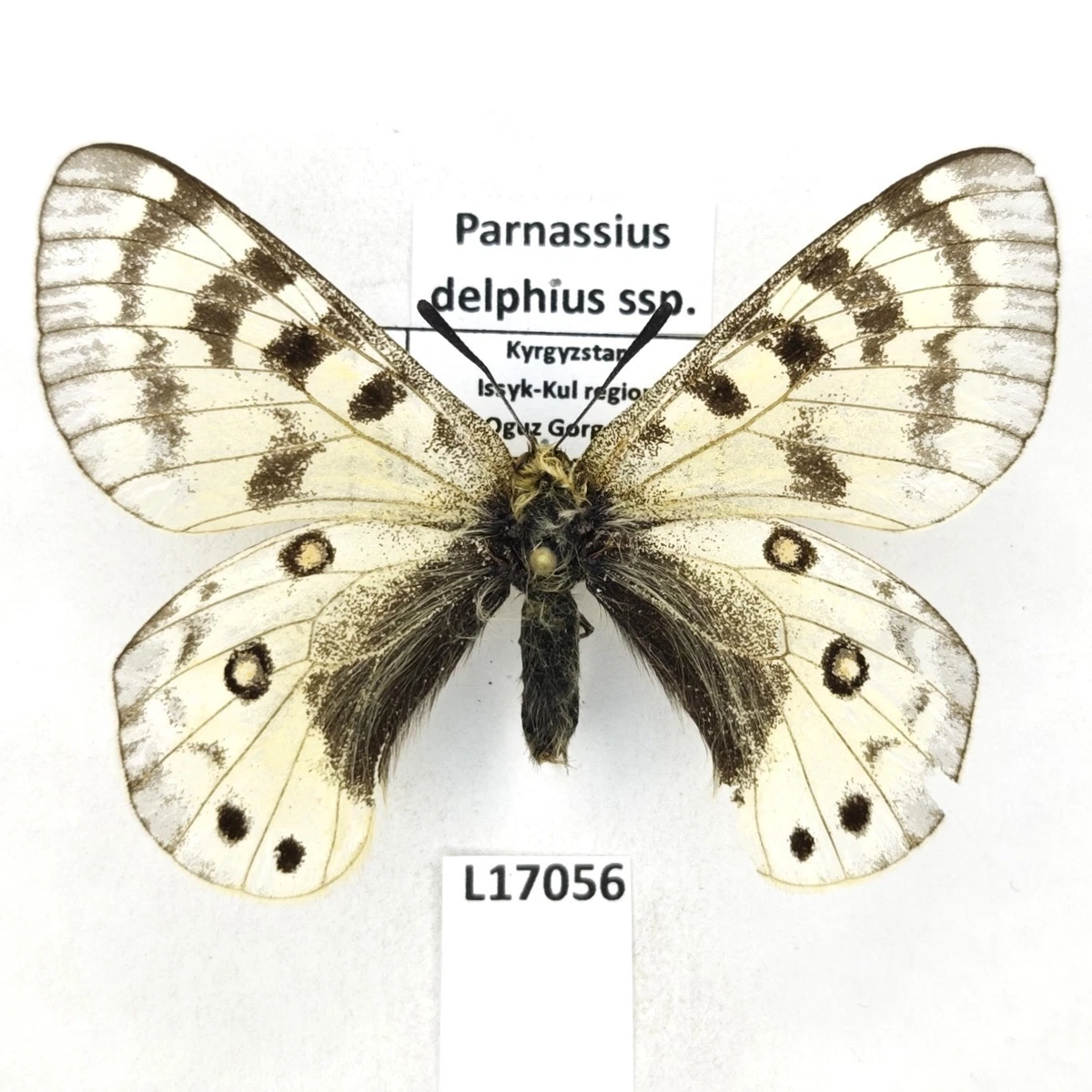 パルナシウス・アクデスティス（メス、チベット産） Parnassius Butterfly for sale | eBay