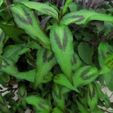 Vietnamese Coriander - Culinary Herb Plant - 1 Plant