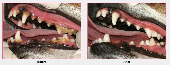 Organic Plaque Off Dogs Cats Teeth Banish Plaque Out Remove Tartar 500G Breath  - Image 4 of 4
