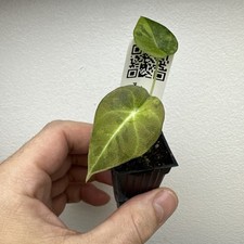 Alocasia black velvet Gold Aurea - Very rare variegated aroid plant ref 03BVG02