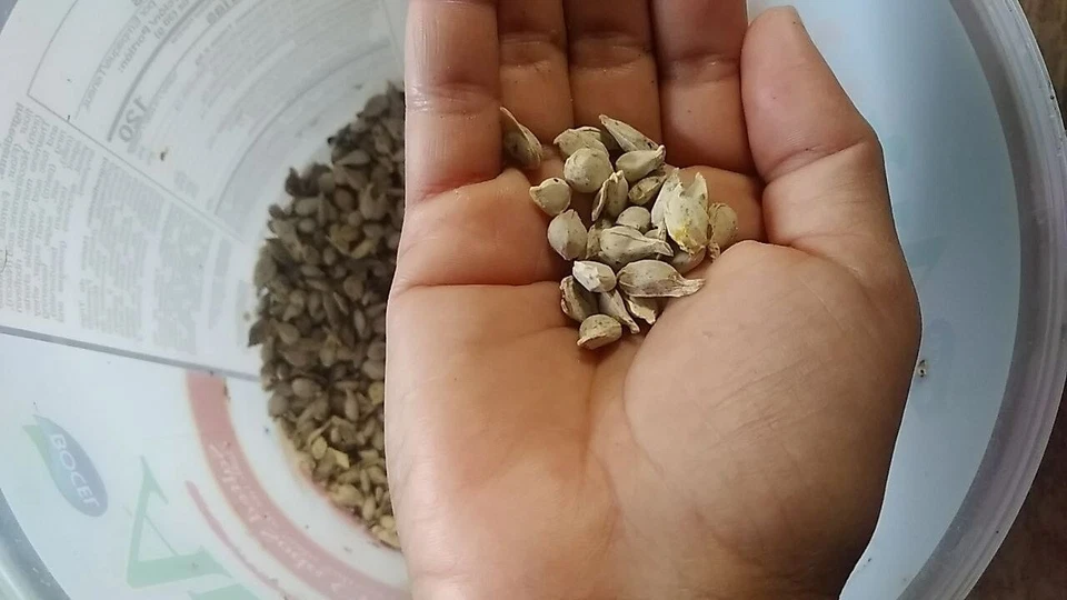 10 Assorted Citrus Seeds Mandarine Tangerine Clementine Satsuma  - Image 4 of 4