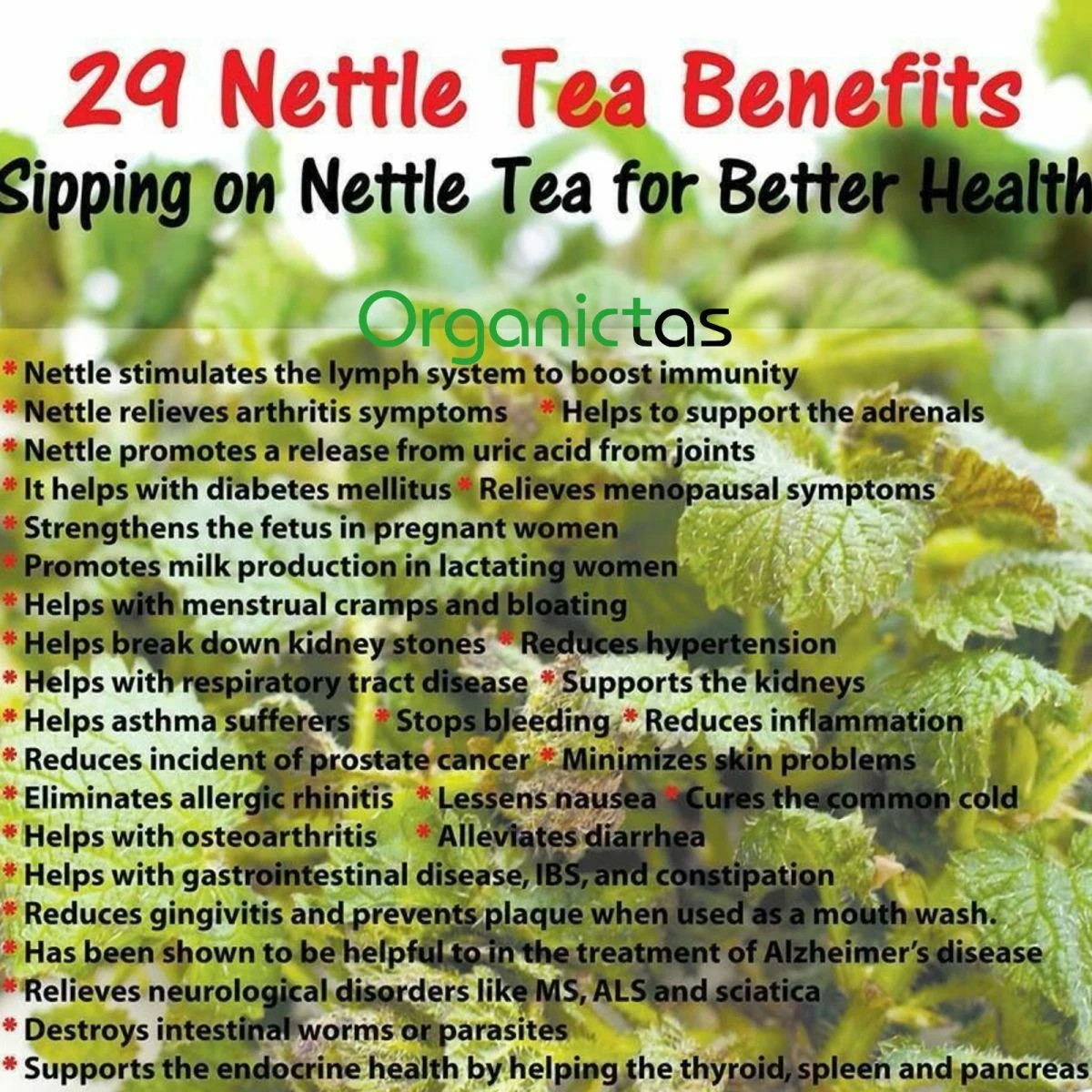 Stinging Nettle Benefits, Uses And Side Effects Axe, 58 OFF