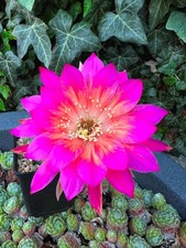 Trichocereus-Echinopsis-Lobivia BS 2020-7767 REX 010