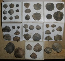 Brachiopoden / Muschel Sammlung Devon