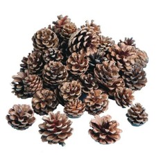 Bag of 50 count Natural Pine Cones