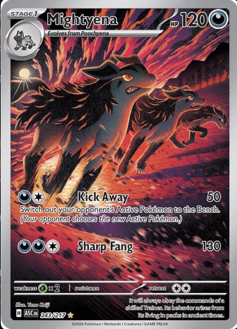 Mightyena 243/217 Illustration Rare Ascended Heroes Pokemon Near Mint