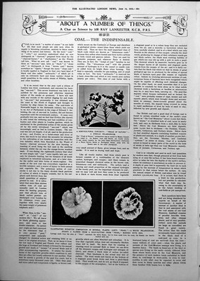 Antique Old Print Sterile Pelargonium Flowers Bearing Different Markings 1919