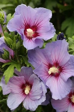 Pink Rose Of Sharon  50 Seeds