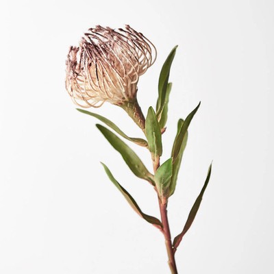 Artificial Silk Protea Leucospermum  Flower Stem - Coffee (Style 1)
