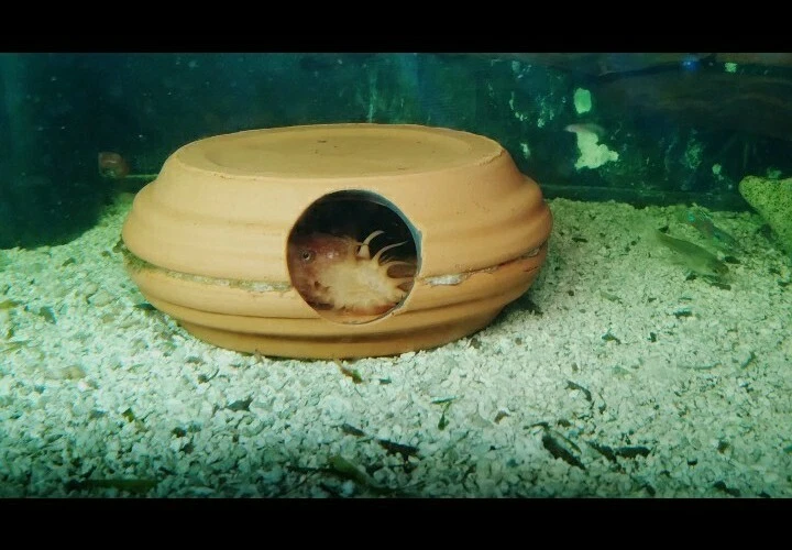 1 Pleco nariz de cerdas 4" cueva/cabaña para cría - Ancistrus cíclidos cabaña criadero de huevos Foto 4 de 4