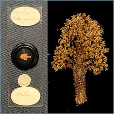  on The Hot Collector