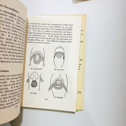 The Observer's Book of Sea Fishes + Seashore 2 X Hardcover Books Marine History - Bild 10 von 15