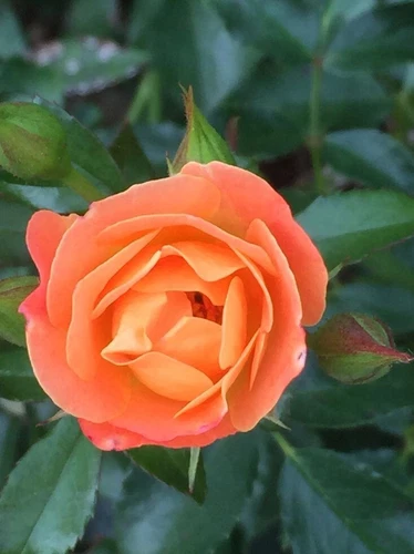 Orange Glow™ Knock Out® Rose - Live Plant - ( 1 QT )