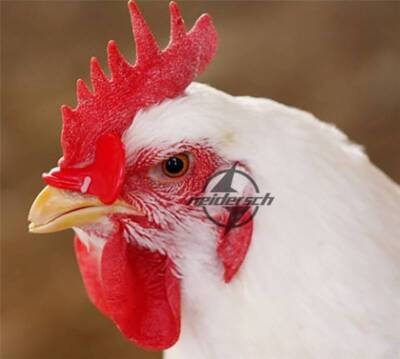 50PCS   Chicken Eyes Glasses Avoid Hen peck each other chicken farm NEW #E6