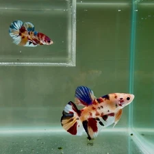[Rare] Young Giant Koi Multicolor S52 Plakat - Male Betta