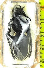 Carabidae, Anthia (Termophilum) homoplata male A1, C. Namibia