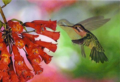 3 -D - Wackelkarte: Purpurkehlnymphe - Purple Throat Mountaingem, Costa Rica 