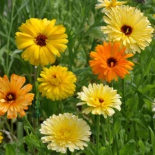 Pacific Beauty Mix Calendula Seeds | Heirloom | Edible Flowers | Free Ship 1205