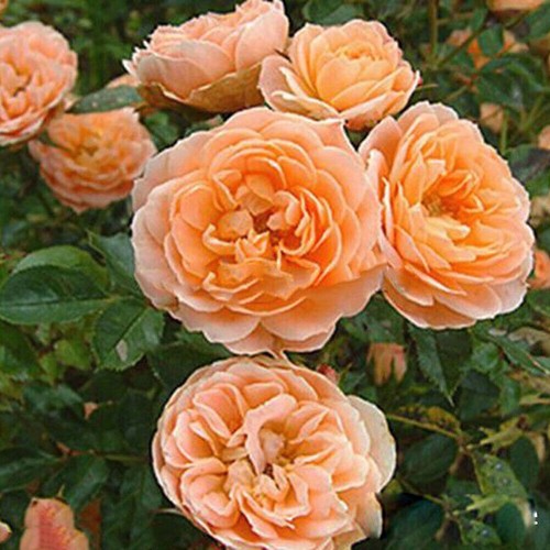 100Pc Climbing Rose Rosa Multiflora Perennial Fragrant Flower Seeds Home Decor - Picture 13 of 13