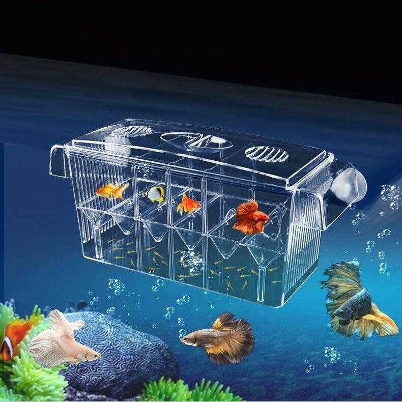 Guppy Betta Fish Tank Hatchery Aquarium Acrylic Box for Breeding By ...