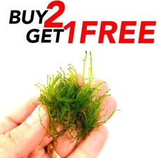 B2G1 SNAIL FREE Mini Christmas Moss Live Freshwatr Plant Taxiphyllum alternans