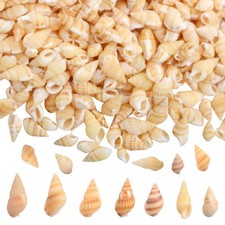 1500 PCS Mini Sea Shells Beach Spiral Tiny Natural Conch Crafts Vase Filler