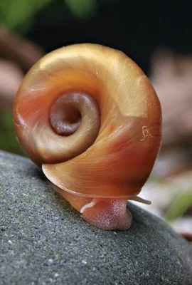 PLANORBES LOT DE 9+1 OFFERT ESCARGOT D'EAU DOUCE - PLANORBE ROSE - BLEU - BRUNE - Photo 1/2