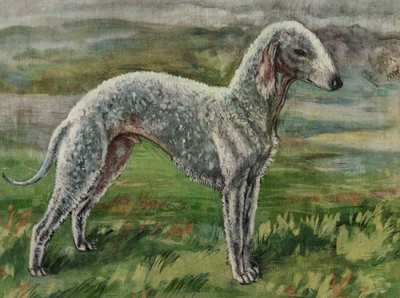 Vintage 1934 Bedlington Terrier Pup - Antique Dog Art Print Gift