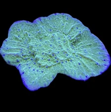 Live Coral Montipora Blue Polyp Cap 1"+