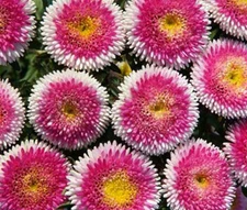 ASTER POMPON HINOMARY Callistephus Chinensis - 100 Bulk Seeds