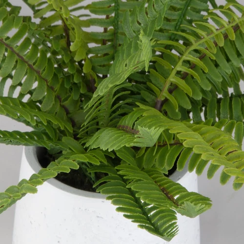 Boston Fern in Ceramic Pot - 14" Tall & Wide Decorative Plant - Picture 3 of 4