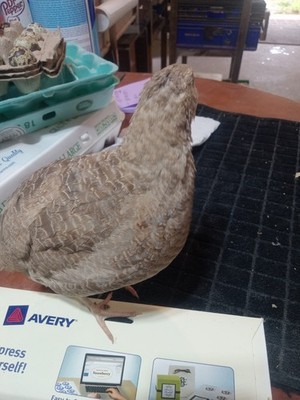 12+ Egyptian gold Coturnix Quail Hatching Eggs