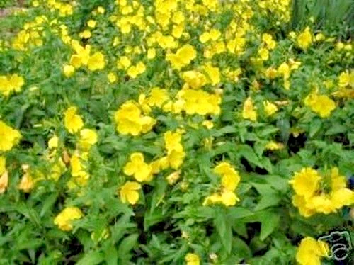 SAMEN Garten Saatgut Samen ganzjährig Pflanzen exotisch STERNBALSAM - Bild 1 von 1