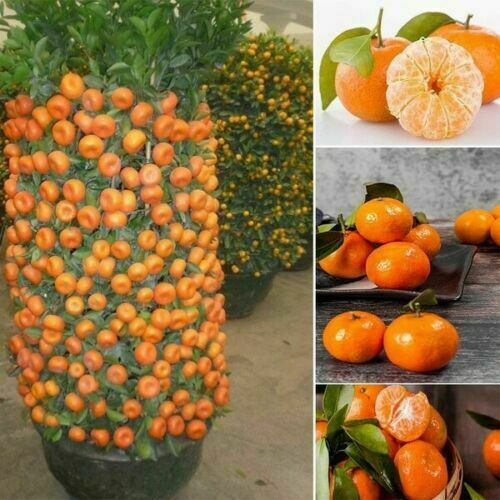 Dwarf Orange Bonsai Tree Seeds - 20 Seeds - Picture 1 of 3