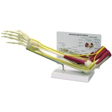 Elbow Bone Joint Muscled Anatomical Model GPI LFA 1850 SEE VIDEO Make an Offer 