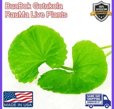 Gotu Kola Bua BoK Rau Ma Pennywort Centella Asiatic บัวบก 積雪草 JiXue Cao 3x plant