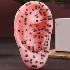 Modèle de point d'acupuncture de l'oreille humaine en PVC, outil