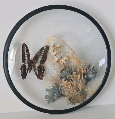 Domed Taxidermy Butterfly / Dried Flowers Round Convex Moth Display Art Creco