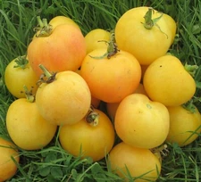Garden Peach Tomato Seeds, Cocona, NON-GMO, Heirloom, FREE SHIPPING