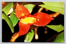 Cartolina fotografica Masdevallia Sophronitis fiore di orchidea Sud America