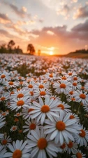 Digital Image Photo Wallpaper Background Desktop Flower Field! Only 0.99 Cent!